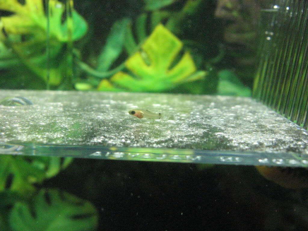 Platy Fry Pictures Tropical Fish Keeping Aquarium Fish Care And