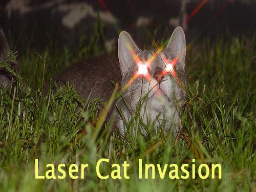 funny dogs and cats. LASER INVASION FUNNY DOGS