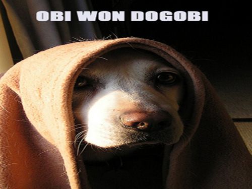 funny dogs and cats. STAR WARS FUNNY DOGS AND CATS