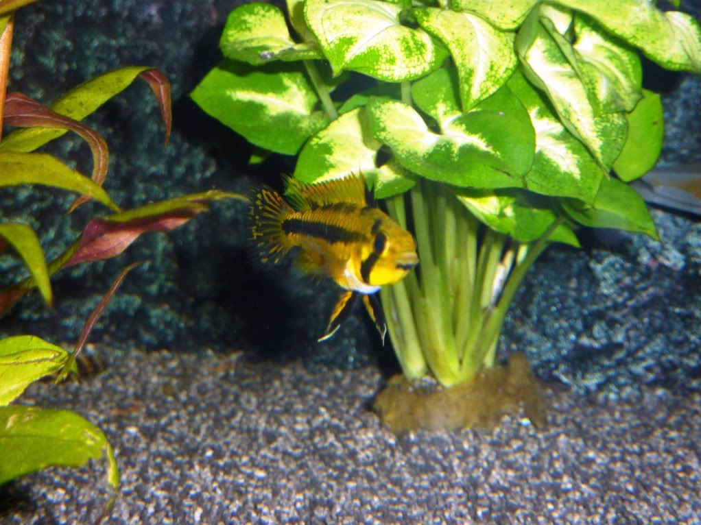 fishtank2002.jpg