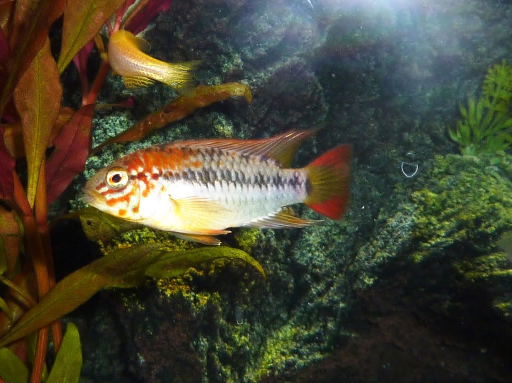 fishtank2011.jpg
