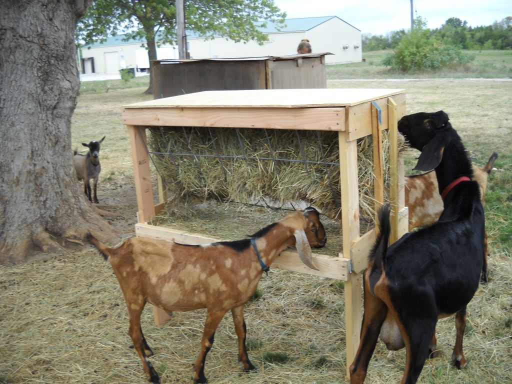 Hay feeder - Goats