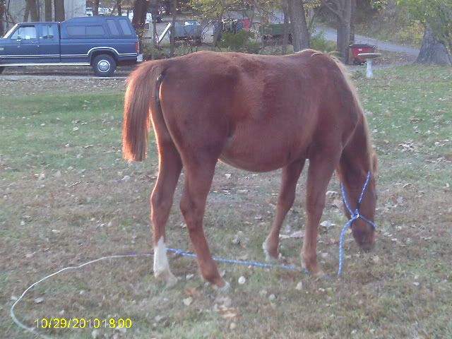 Remember when mom used to give you a bad haircut? - Equine