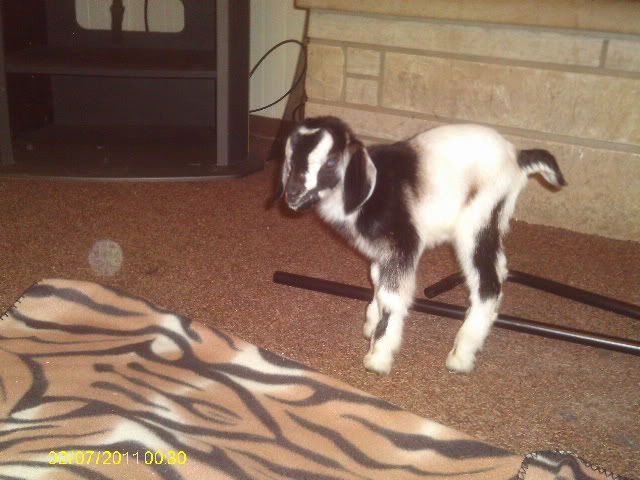 For Sale and Wanted - Goats