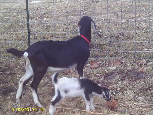 For Sale and Wanted - Goats