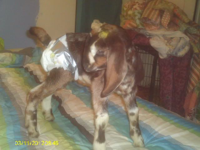 goat diaper help!! - Goats