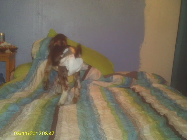 goat diaper help!! - Goats