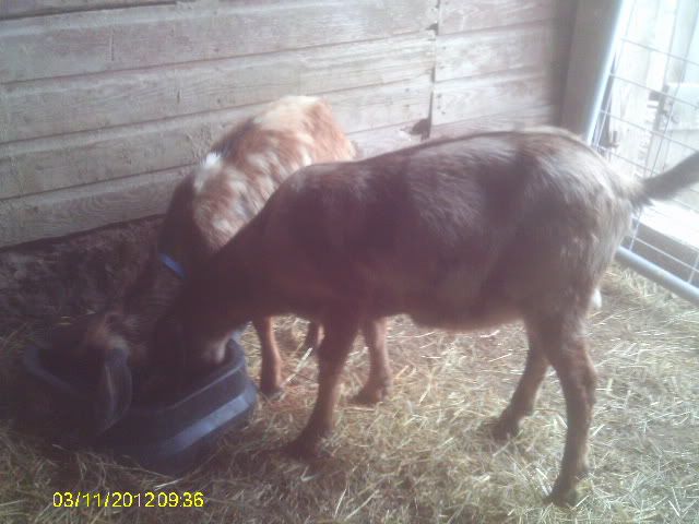 goat diaper help!! - Goats