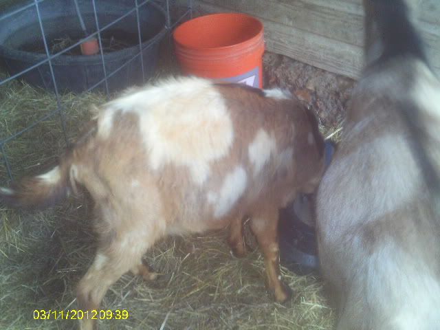 goat diaper help!! - Goats