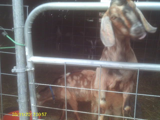 goat diaper help!! - Goats