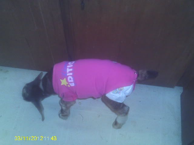 goat diaper help!! - Goats