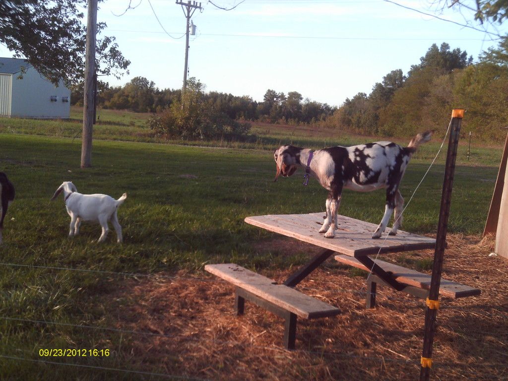 Repalmin made my goats PHAT(pics) - Goats