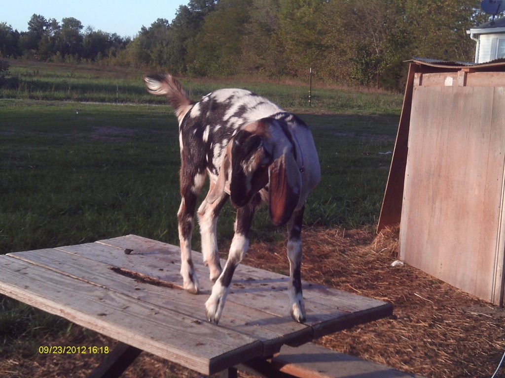 Repalmin made my goats PHAT(pics) - Goats