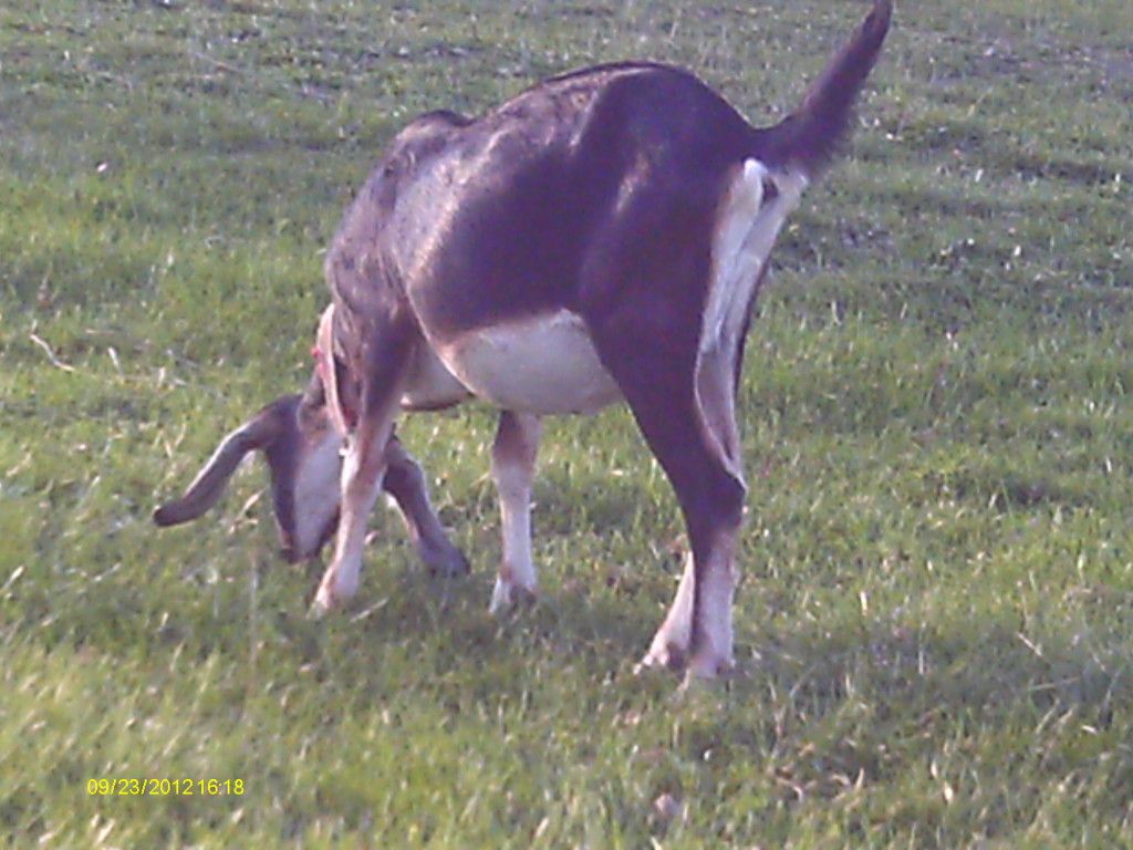 Repalmin made my goats PHAT(pics) - Goats