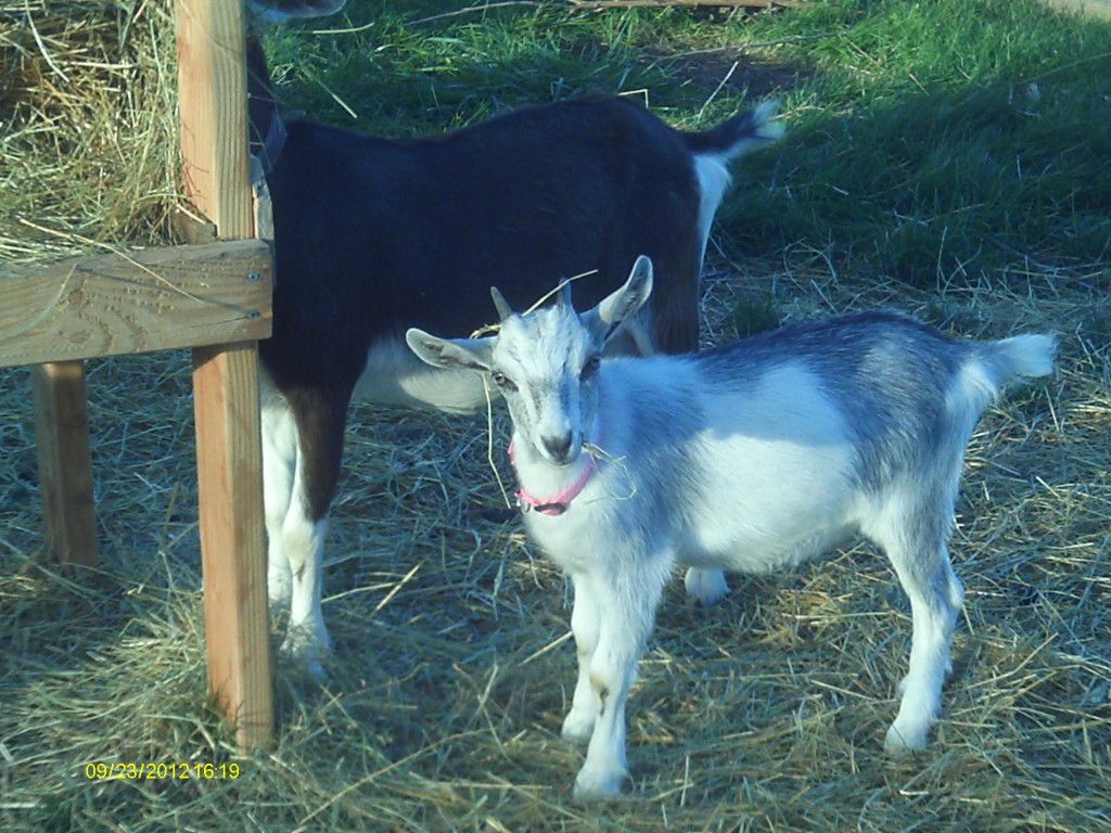 Repalmin made my goats PHAT(pics) - Goats