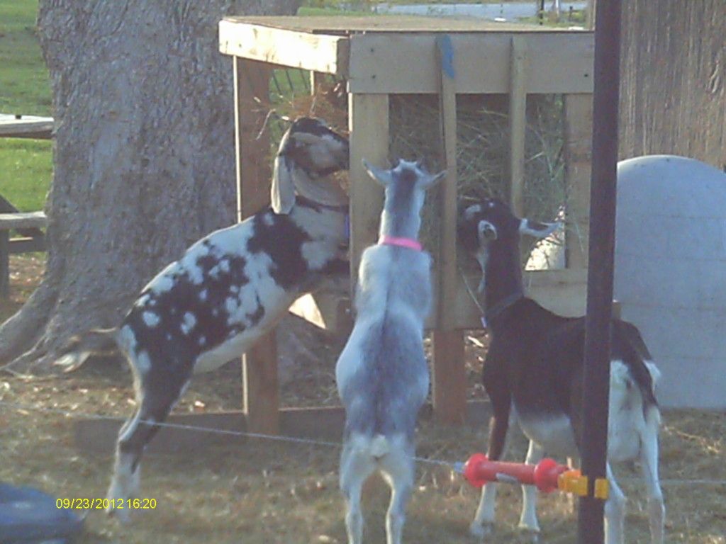 Repalmin made my goats PHAT(pics) - Goats