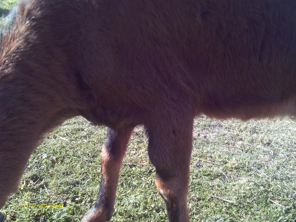 Brought the 7 yr old doe home... - Goats