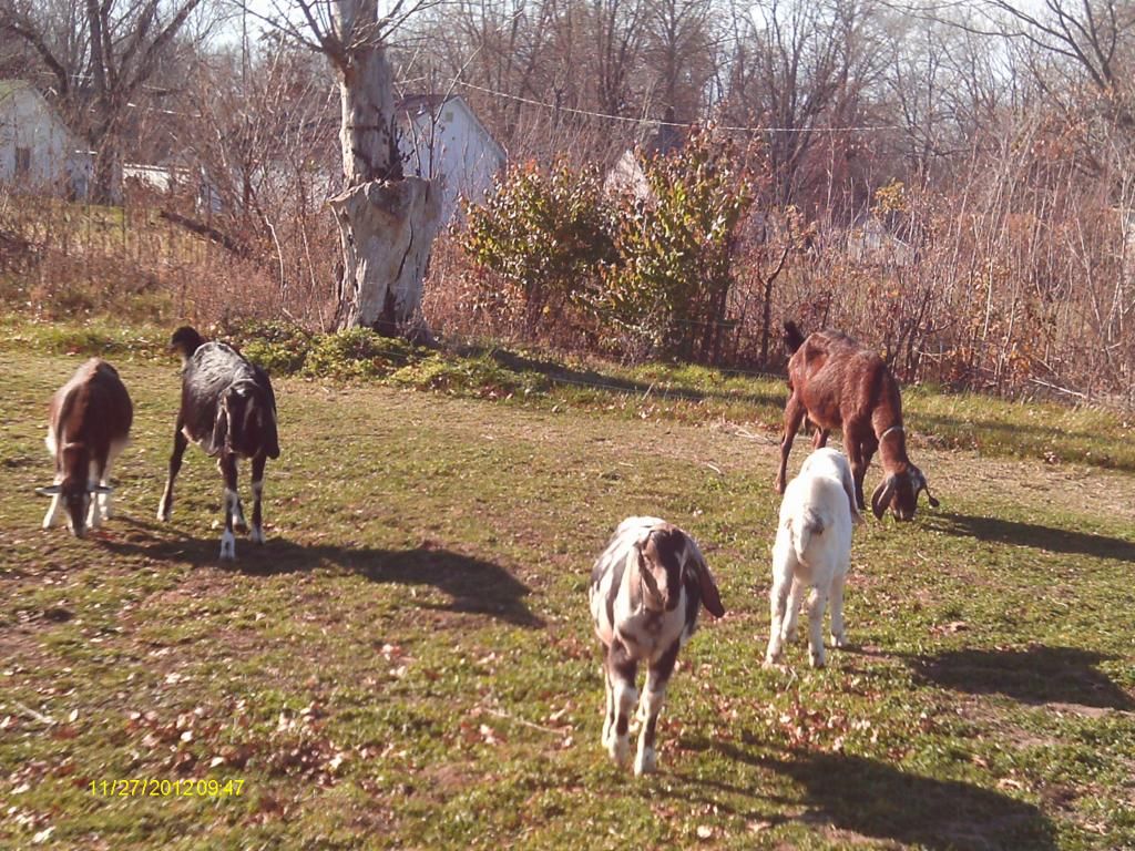 Brought the 7 yr old doe home... - Goats