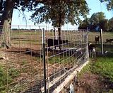 Dilemma over breeding issue - Goats