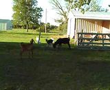 Dilemma over breeding issue - Goats