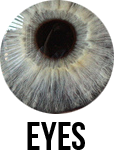 wedeyes_zps5fa77990.png