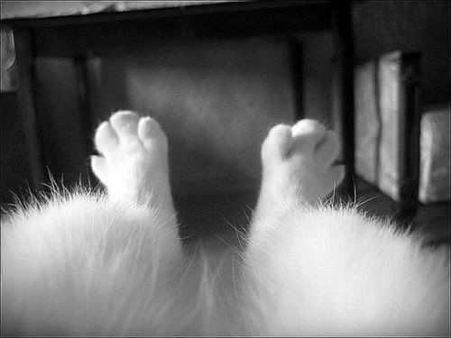 cat white feet photo: white cat feet lying down kittyfeet.jpg