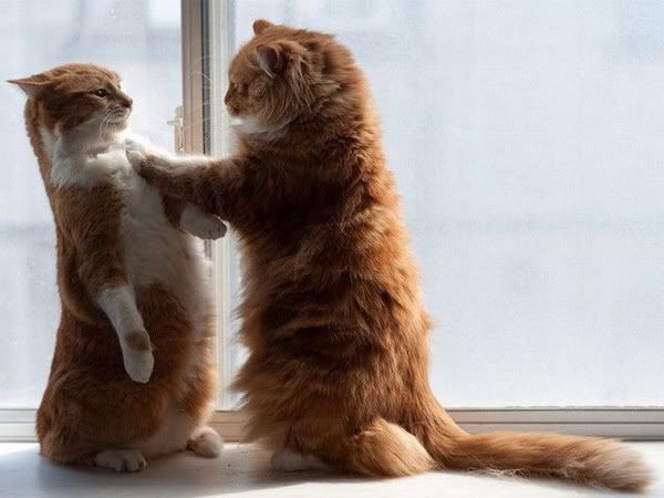 [Image: two_orange_cats.jpg]