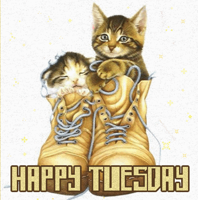 Tuesdaycats.gif