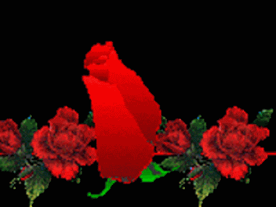A red rose for you Pictures, Images and Photos