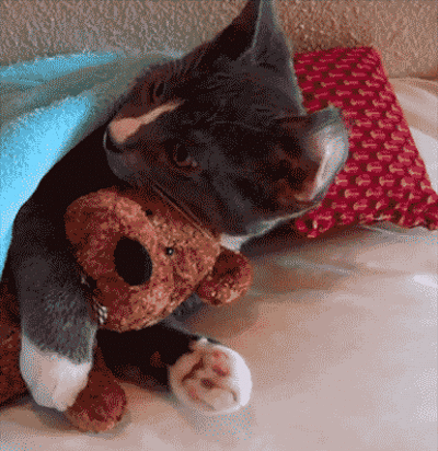 Funny Cat with a teddy bear, animated