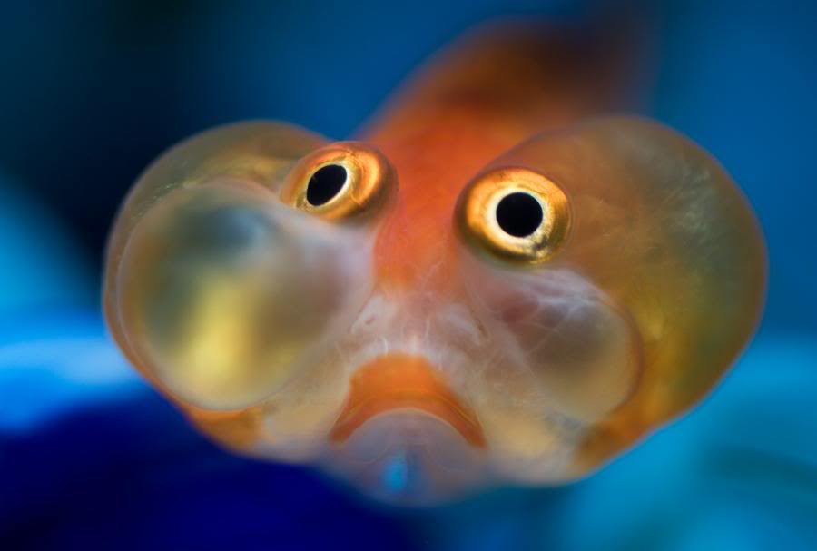 Bubblefish.jpg
