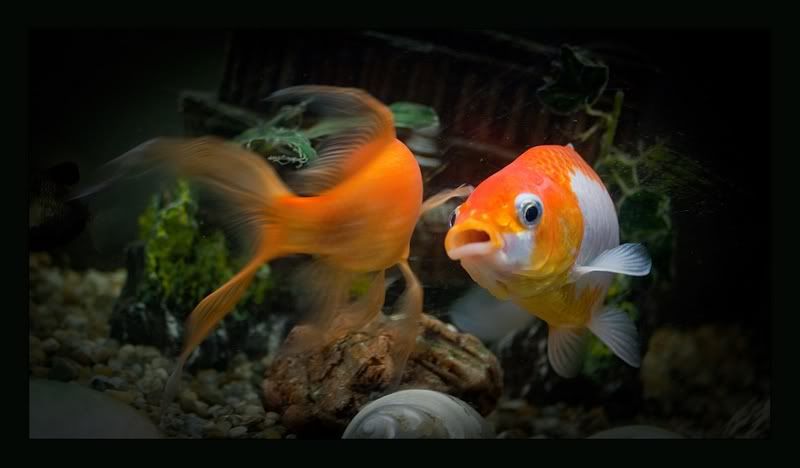 Fishgoldfish-dvijepolovice.jpg