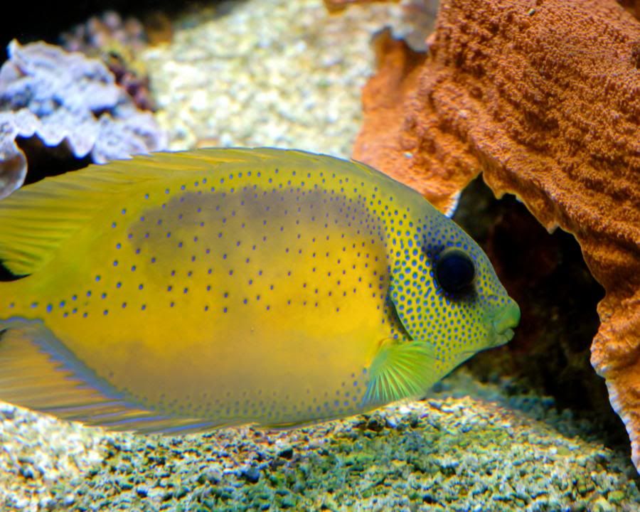 PacificCoralRabbitfish.jpg