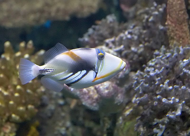 Picassotriggerfish.jpg