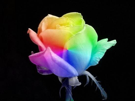 2e43009772ea2223a7cc7f50d9e2a0fb_we.jpg%20Multi%20colored%20rose%20image%20by%20Aspoiledbratt