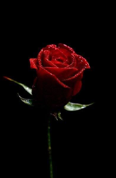 Red rose Pictures, Images and Photos