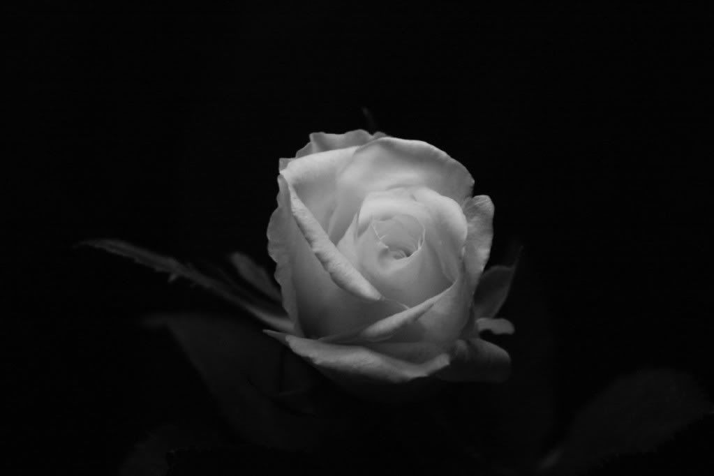 black and white rose photo: White Rose IMG_7912_edited-1.jpg