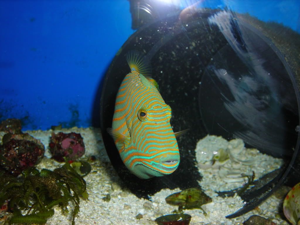 undulated trigger reef central online community