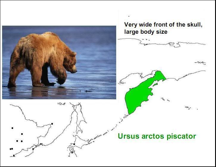 Eurasian Brown Bear Habitat And Diet