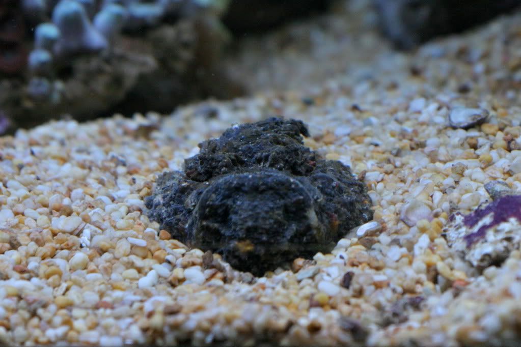 My Stonefish PICS!!!! - Reef Central Online Community