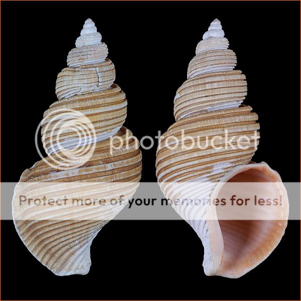 Sea shells Ancistrolepis vietnamensis 99mm #BUC 36  